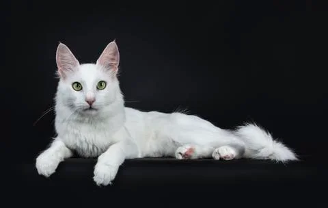 Solid white Turkish Angora cat on black Stock Photos