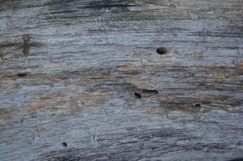 Solid wood and processed lumber surface textures Foto stock