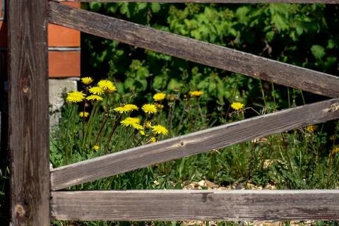 Solid wood fence. Dandelions in spring. Village picture Stock Photos