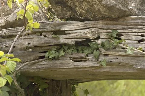 Solid wood log damaged by the passage of time Stock Photos