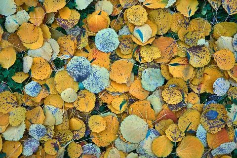 Solid yellow autumn foliage on the ground Stock Photos