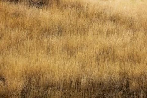 Solid yellow dry grass background Stock Photos