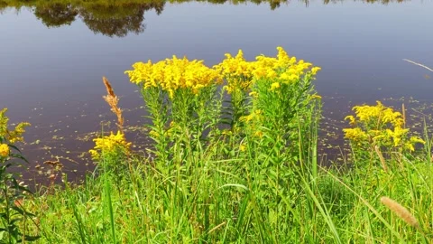 Solidago blooms in a field by the river Stock Footage 219027771