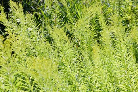 Solidago Canadensis Background Fotos de archivo