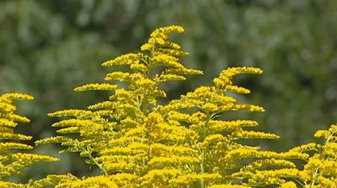 Solidago canadensis in bloom + insects Stock Footage 34126863
