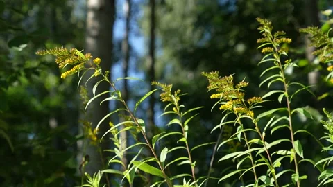 Solidago canadensis blooms in August. Video stock 290064795