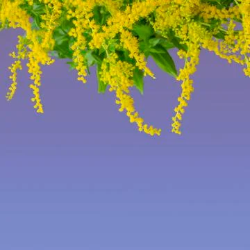 Solidago canadensis on Violet background. Stock Photos