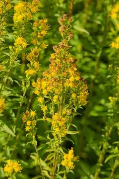 Solidago cutleri. Stock Photos