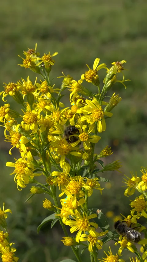 Solidago flowers with bees collecting nectar from its. Stock Footage 284085178
