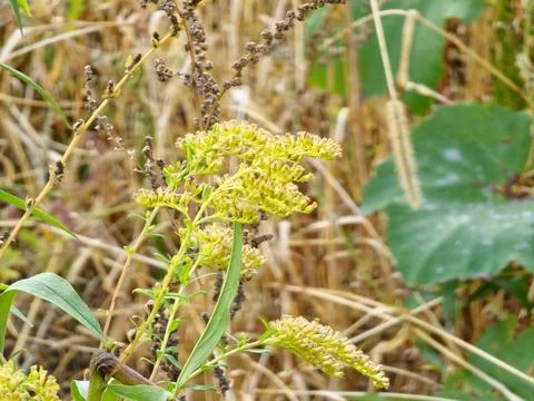Solidago Solidago canadensis, commonly called goldenrods, is a genus of speci Stock Photos