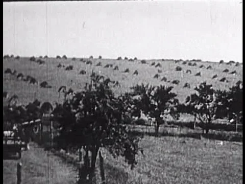 Solider and sailors are shown in combat and in training, in 1951. Video stock 75288258