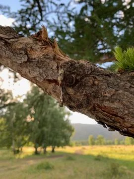 Solidified drop of tar. A close up of a tree Stock-Fotos