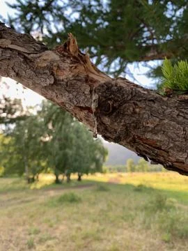 Solidified drop of tar. A close up of a tree Фото