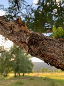 Solidified drop of tar. A close up of a tree Fotos de archivo