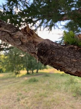 Solidified drop of tar. A close up of a tree Stock-Fotos