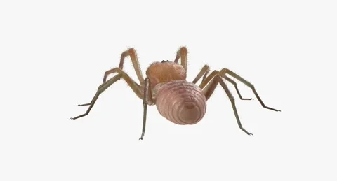Solifugae or Camel Spider Pond Stock Footage 283977290