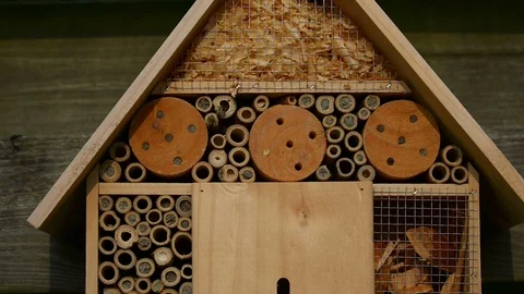 Solitaire bee making nest in bamboo Vidéo 91445393