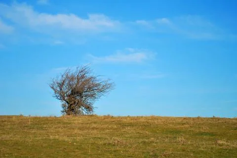 Solitaire bush Stock Photos
