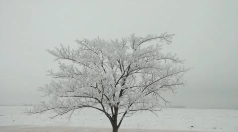 Solitaire Frosty White Tree Video stock 11082252