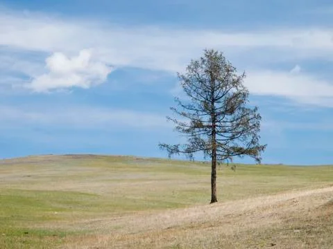 Solitaire Larch tree in the Mongolian steppe Stock Photos