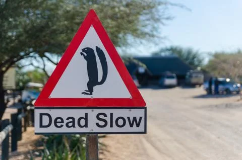 Solitaire, Namibia - July 05 2014: Dead Slow sign with meerkat at dusty desert Foto stock