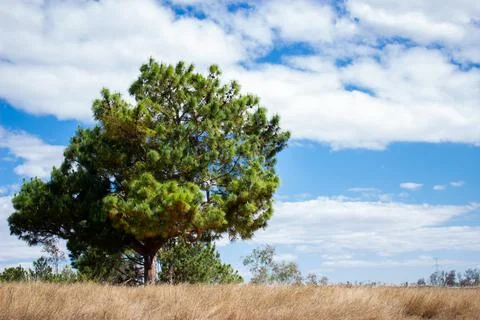 Solitaire Stock Photos