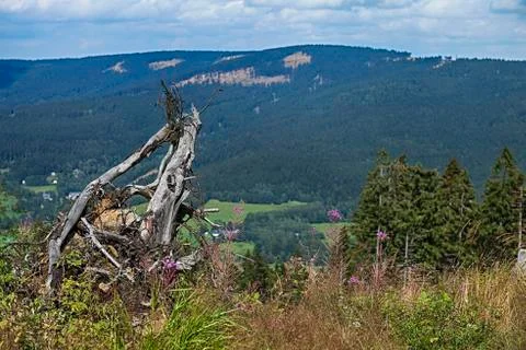 Solitaire stump on the meadow Stock Photos