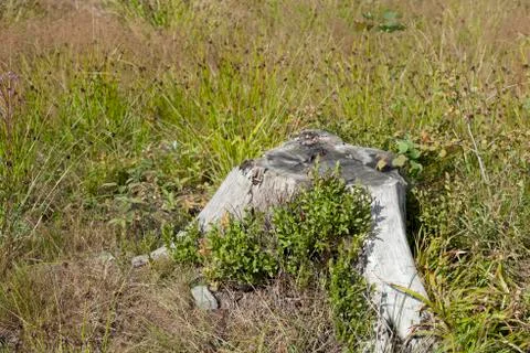 Solitaire stump on the meadow Stock Photos