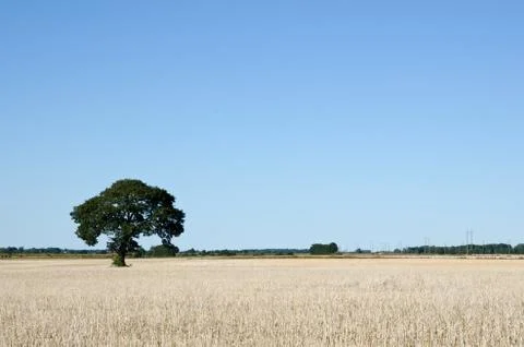 Solitaire tree in a field Stock Photos