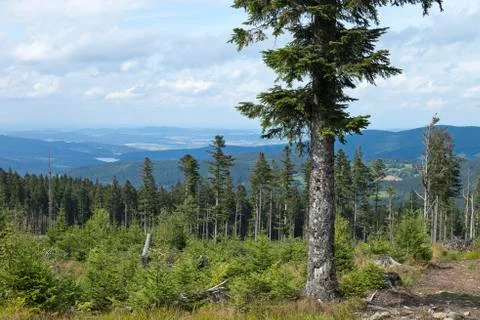 Solitaire tree in the forest Stock Photos