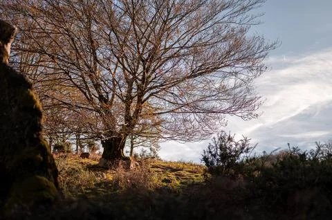 Solitaire tree in the forest Foto stock