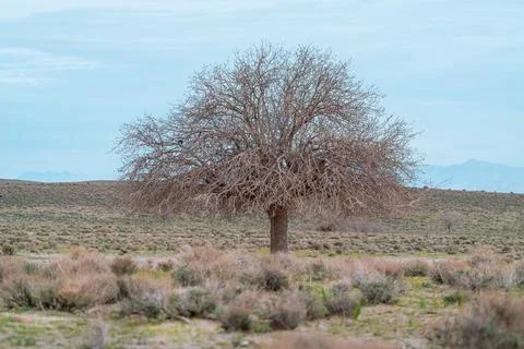A solitaire tree in the Iranian desert in the spring time. April in Kerman Stock Photos