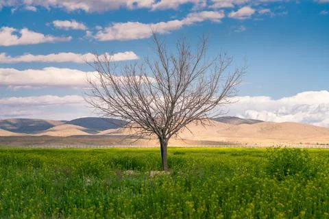 A solitaire tree with no leafs in the green field with the desert in the Stock Photos