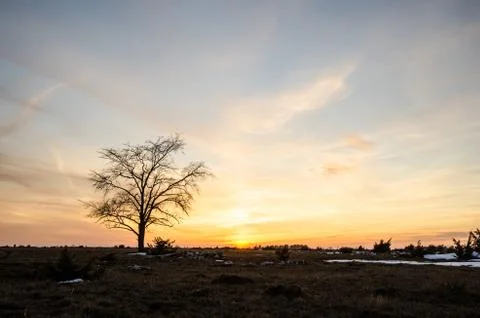Solitaire tree at sunset Stock Photos