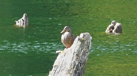Solitaire wild duck on a log Stock Footage 42017457