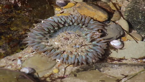 Solitary Anemone Stock Footage 196190073