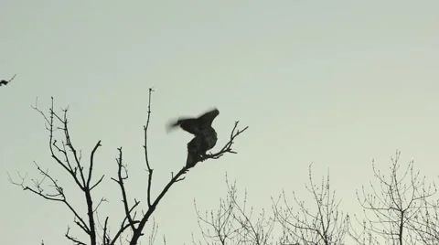 Solitary bald eagle leaps and soars Stock Footage 48579490