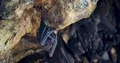 Solitary bat upside bats hanging and flying close up at bat cave wall 4k or 4k+ Resolution