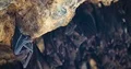 Solitary bat upside bats hanging and flying close up at bat cave wall 4k or 4k+ Resolution