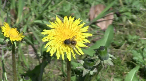 Solitary Bee on Dandelion Stock Footage 23550538