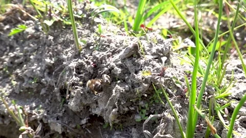 A solitary bee foraging on the ground 動画素材 333926348