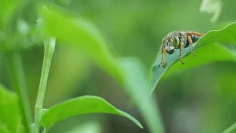 Solitary bee on the leaf Stock Footage 96993277