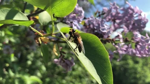 Solitary bee relaxing Stock Footage