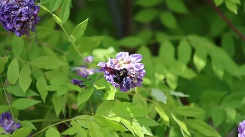 Solitary bee, Violet Carpenter bee Xylocopa violacea is collecting pollen Stock Footage 305147970