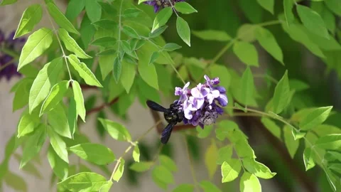 Solitary bee, Violet Carpenter bee Xylocopa violacea is collecting pollen Stock Footage 305147975