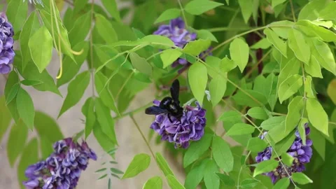 Solitary bee, Violet Carpenter bee Xylocopa violacea is collecting pollen Stock Footage 305147976