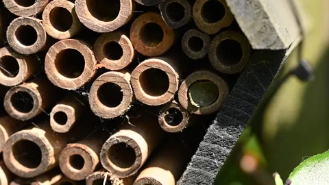 Solitary bees hatching from bamboo bee hotel as flying bee removes leaf Vidéo 310055610