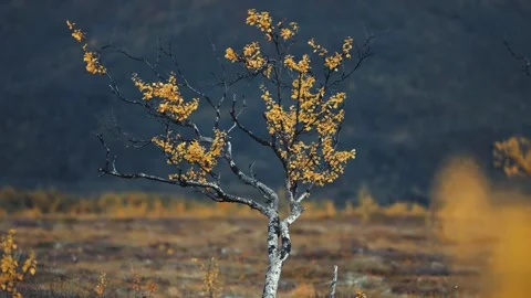 A solitary birch tree with twisted thin branches covered with bright Video stock 254390245