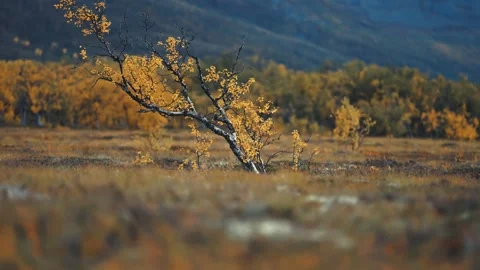 A solitary birch tree with twisted thin branches covered with bright Stock-Footage 254390403