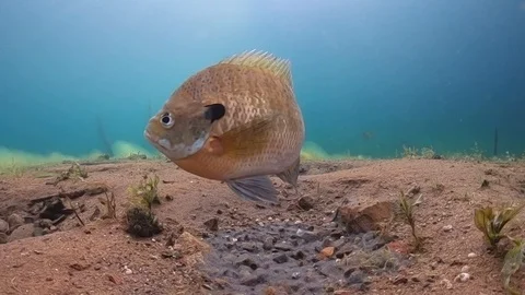 Solitary Bluegill on Spawning Bed Stock Footage 92170045